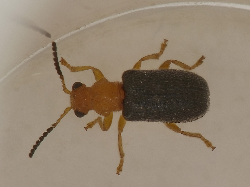 Zeugophora scutellaris (cf.)
